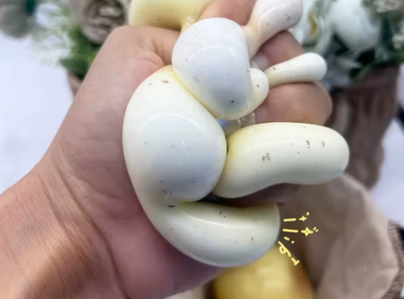 5 יחידות סקוושי תפוח אדמה